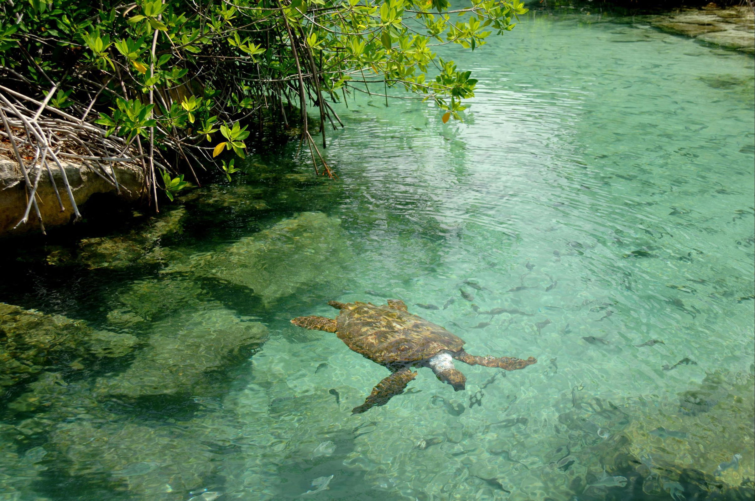 wildlife marine turtle