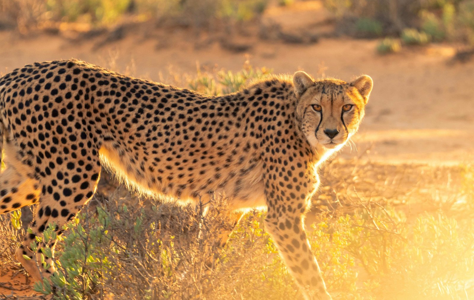 Cheetah - Rondreis Afrika - Safari Afrika