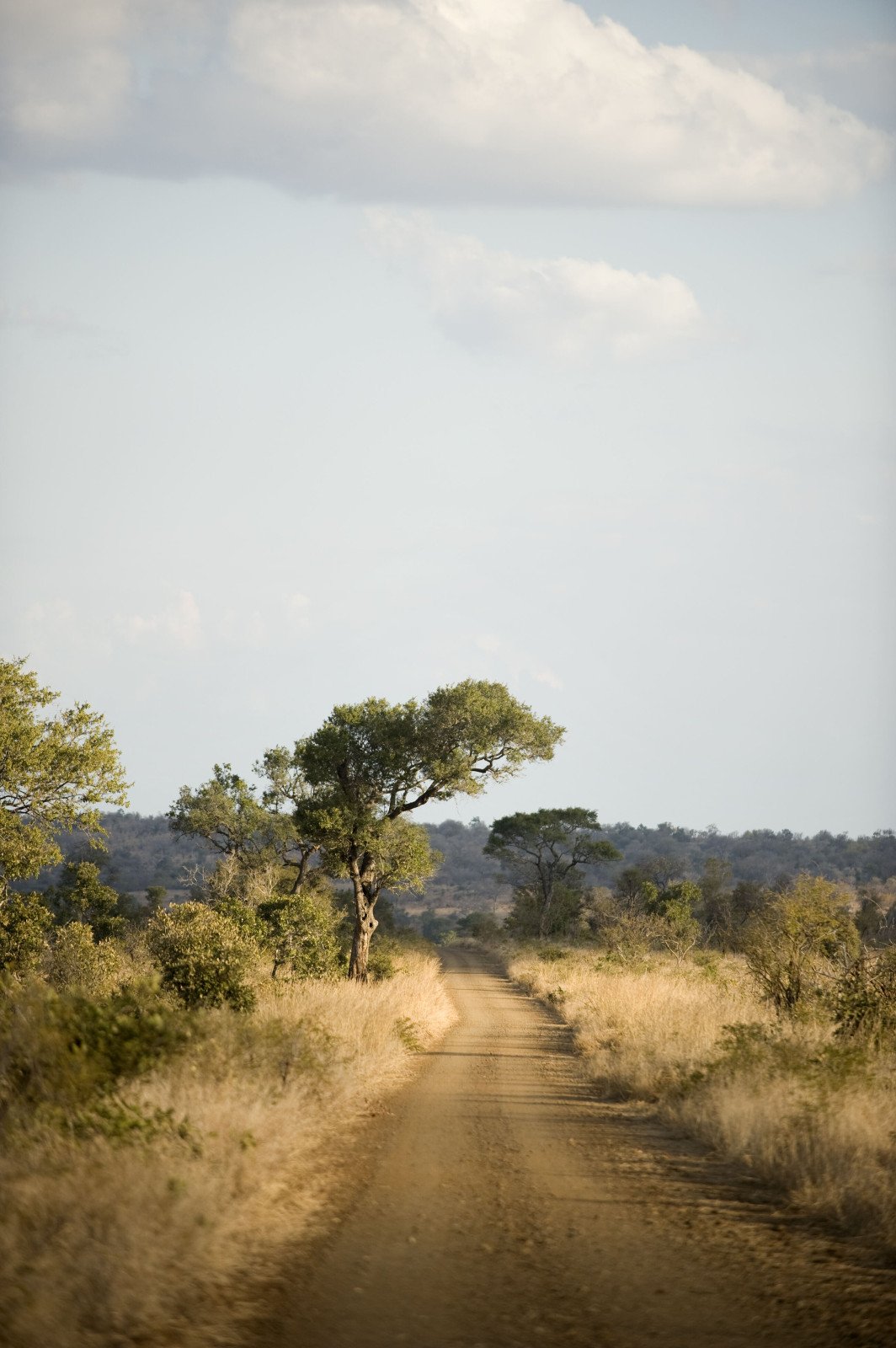 Krugger Nationaal Park - Rondreis Afrika - Safari Afrika
