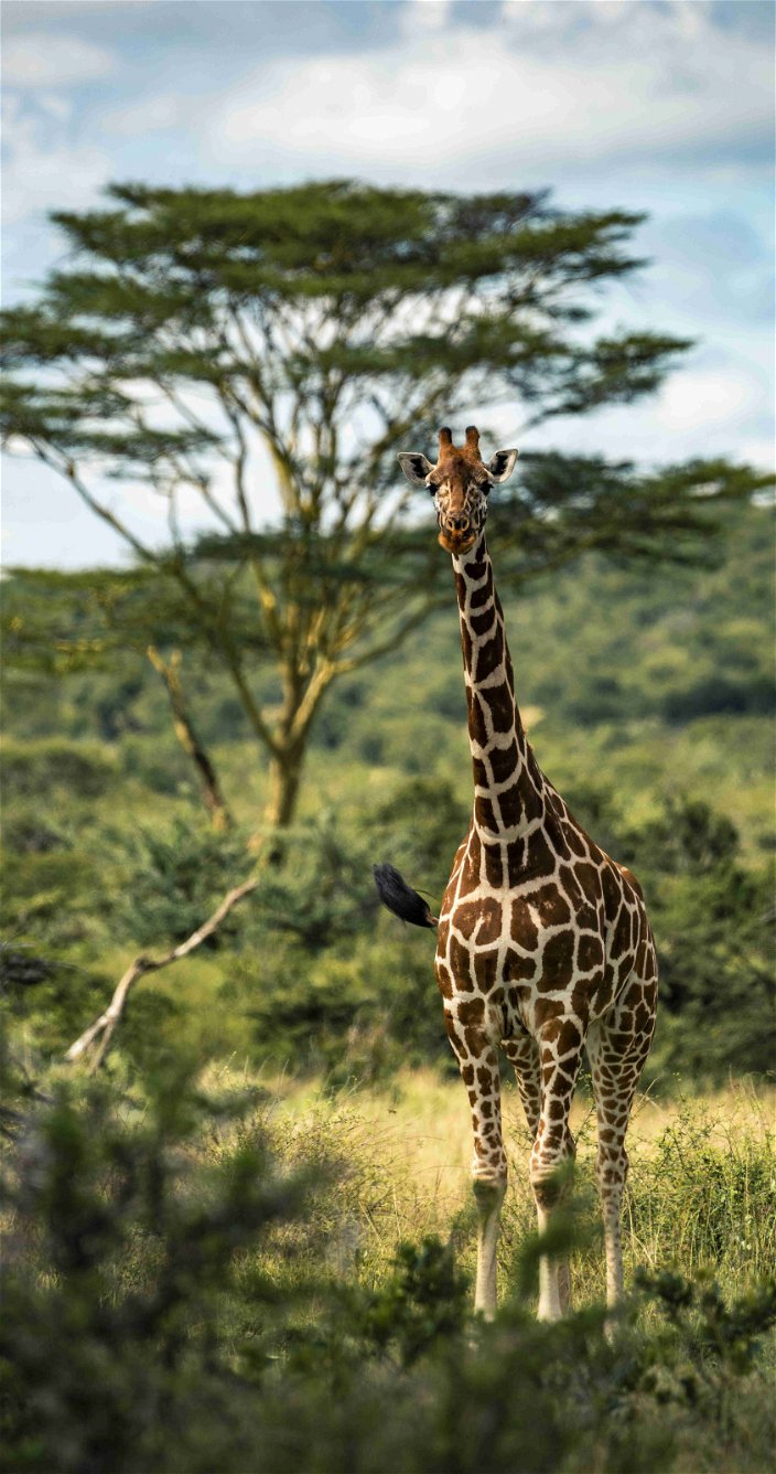 Giraf - Rondreis Afrika - Safari Afrika