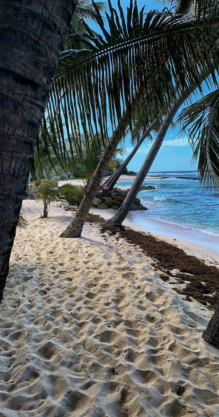 Vakantie Dominicaanse Republiek  - Strand - Palmboom