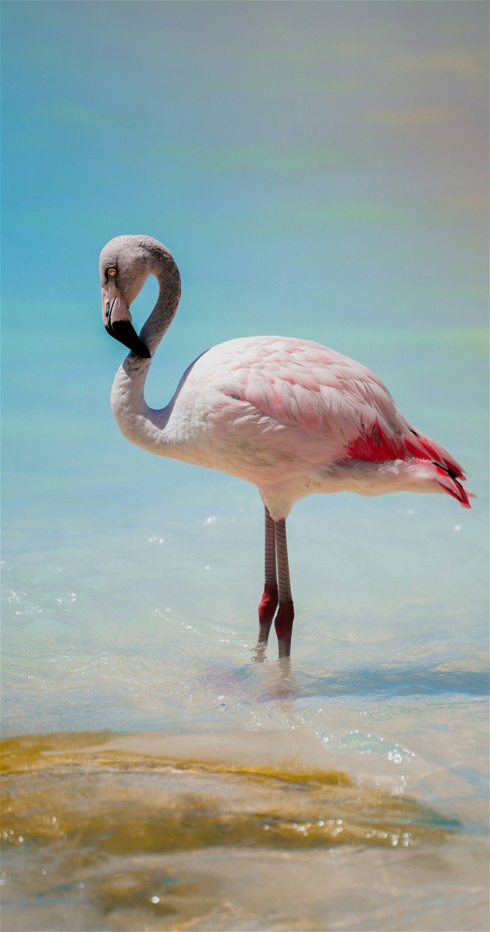 Vakantie Aruba - Flamingo