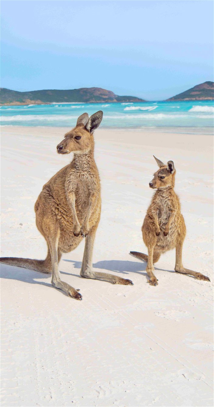 Kangaroo - Australie - Rondreis Down-Under