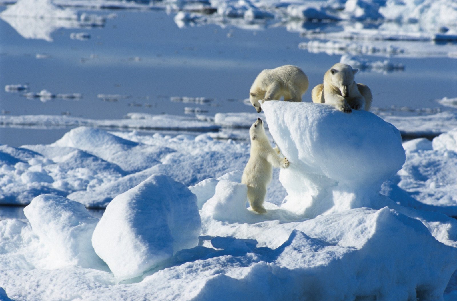 IJsberen te zien tijdens een Noordpool expeditie