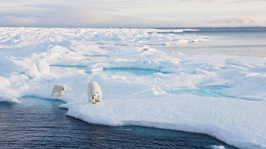 IJsberen - Reizen in de Poolgebieden - Spitsbergen