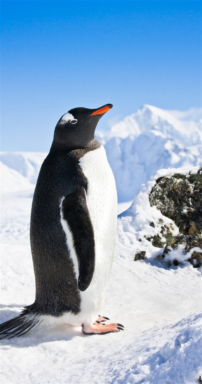 Pinguïn op Antarctica - Zuidpool expeditie