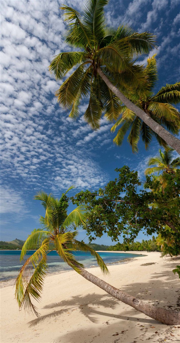 Vakantie - Palmbomen - Stille Oceaan - Fiji