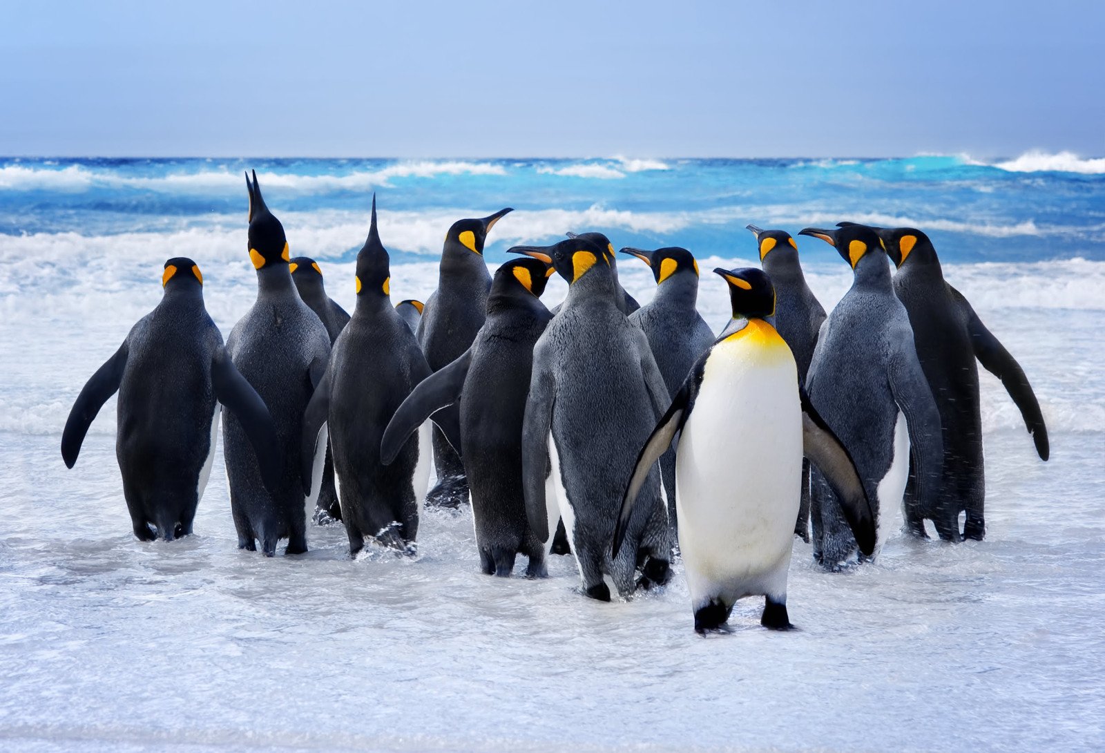 King penguins - Antarctica reis