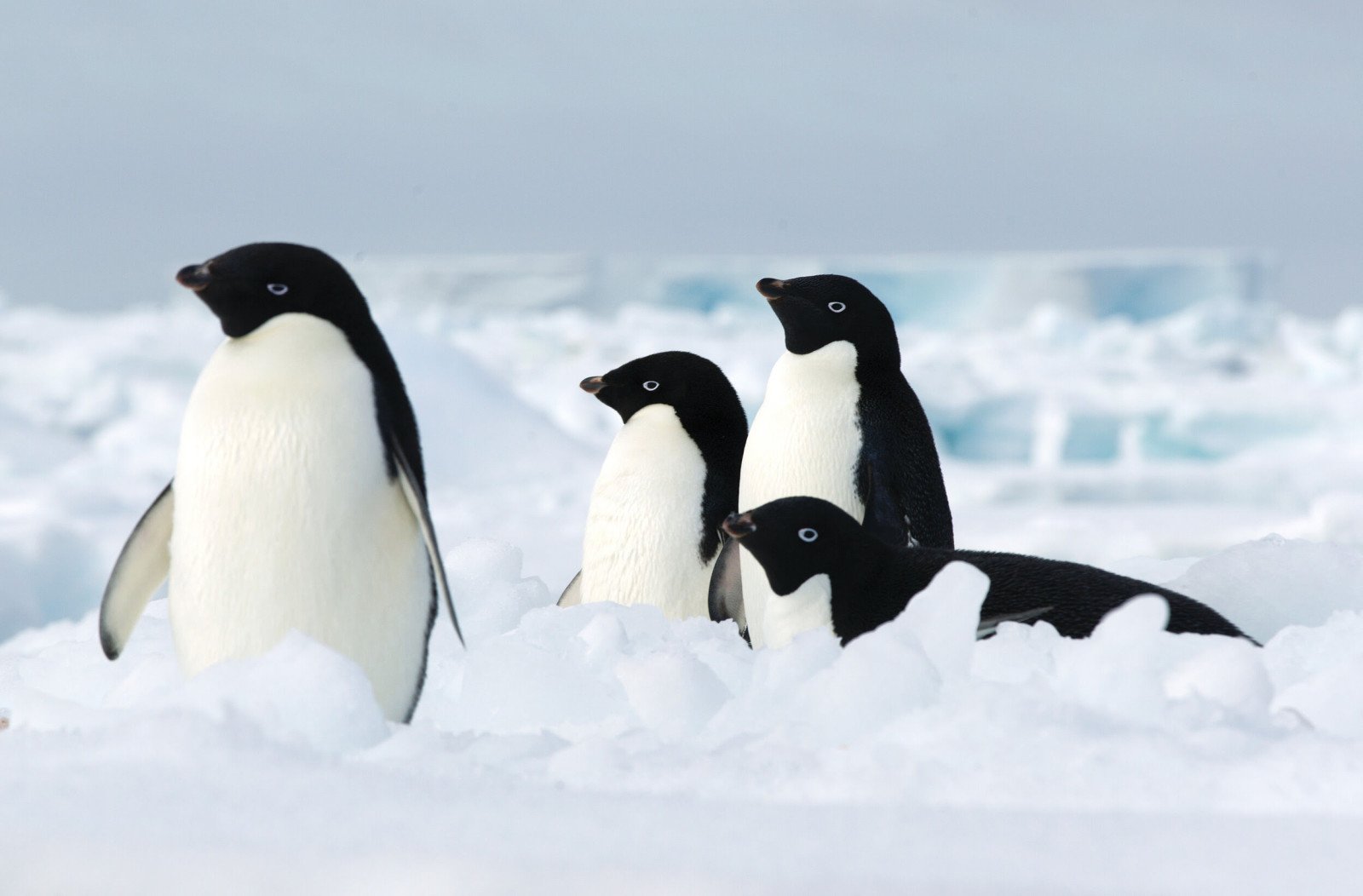 Penguins - Antarctica reis