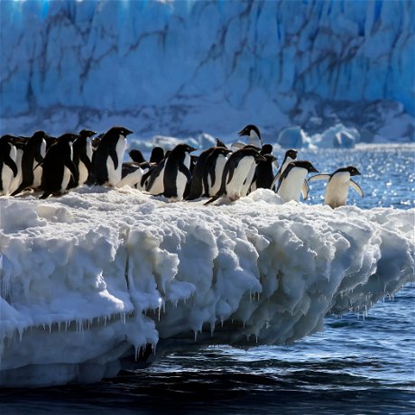 Penguins - Antarctica reis