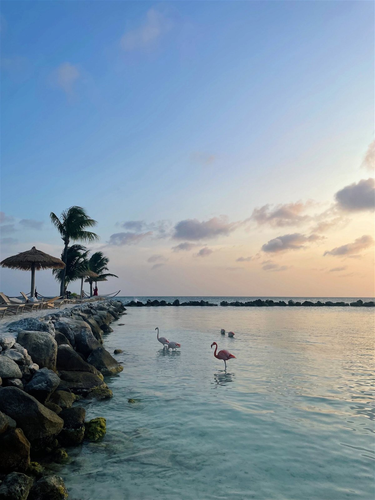 Flamingo's - Aruba vakantie