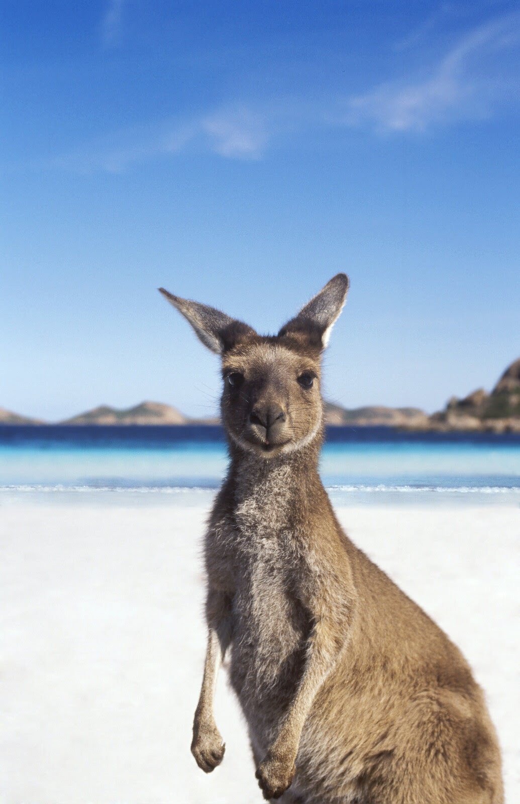 Rondreis Australië - Kangaroo
