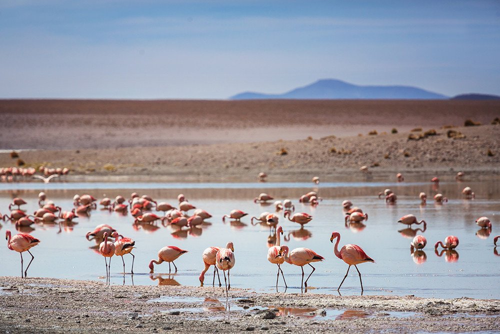 Bolivia Flamingo reis