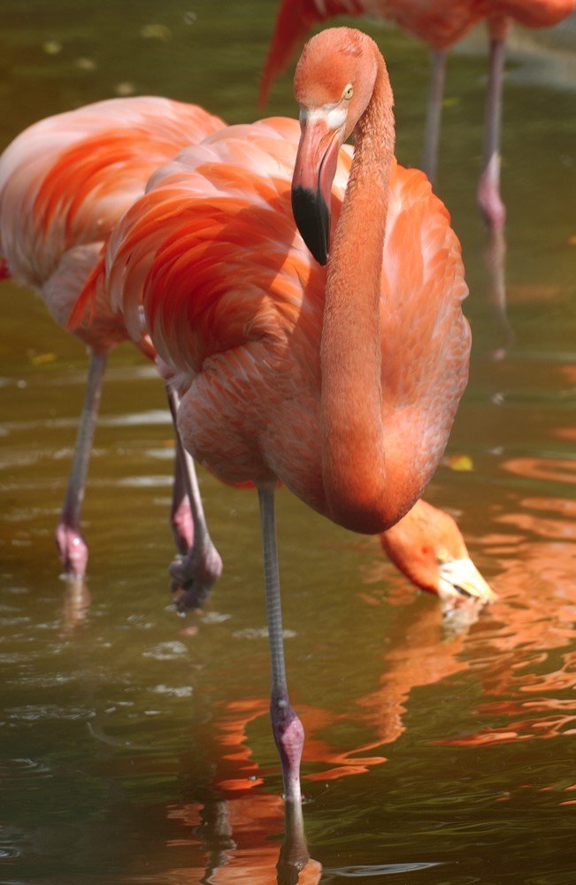 Flamingo - Bonaire vakantie