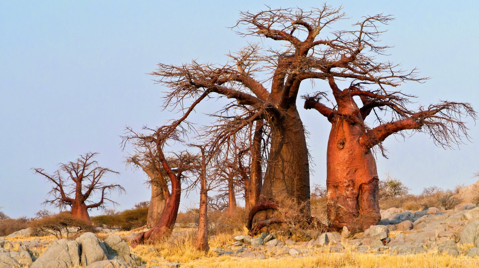 Baobab - Makgadikgadi Pans - National Park - Reizen naar Botswana