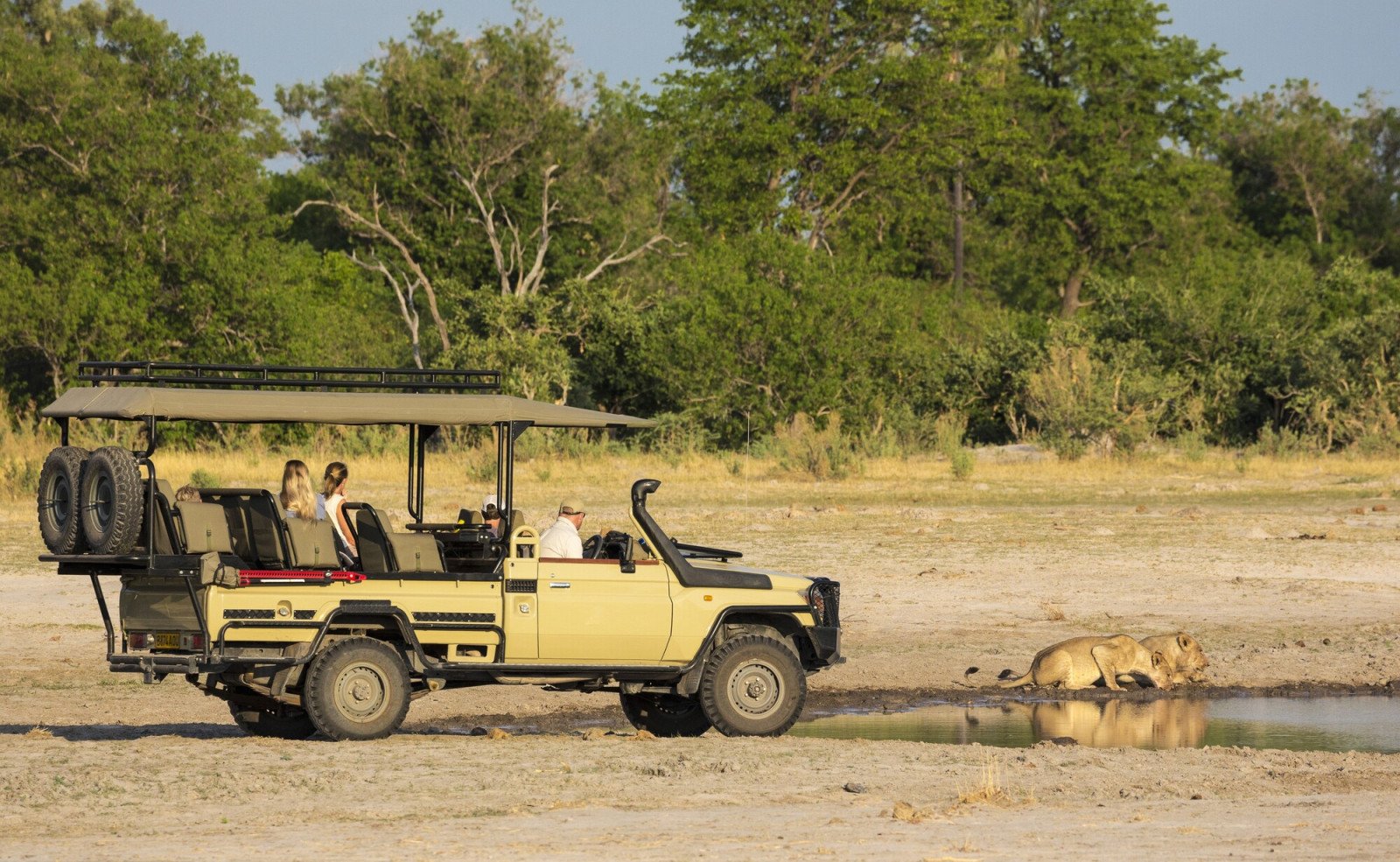 Jeep safari - Leeuw - Reizen naar Botswana