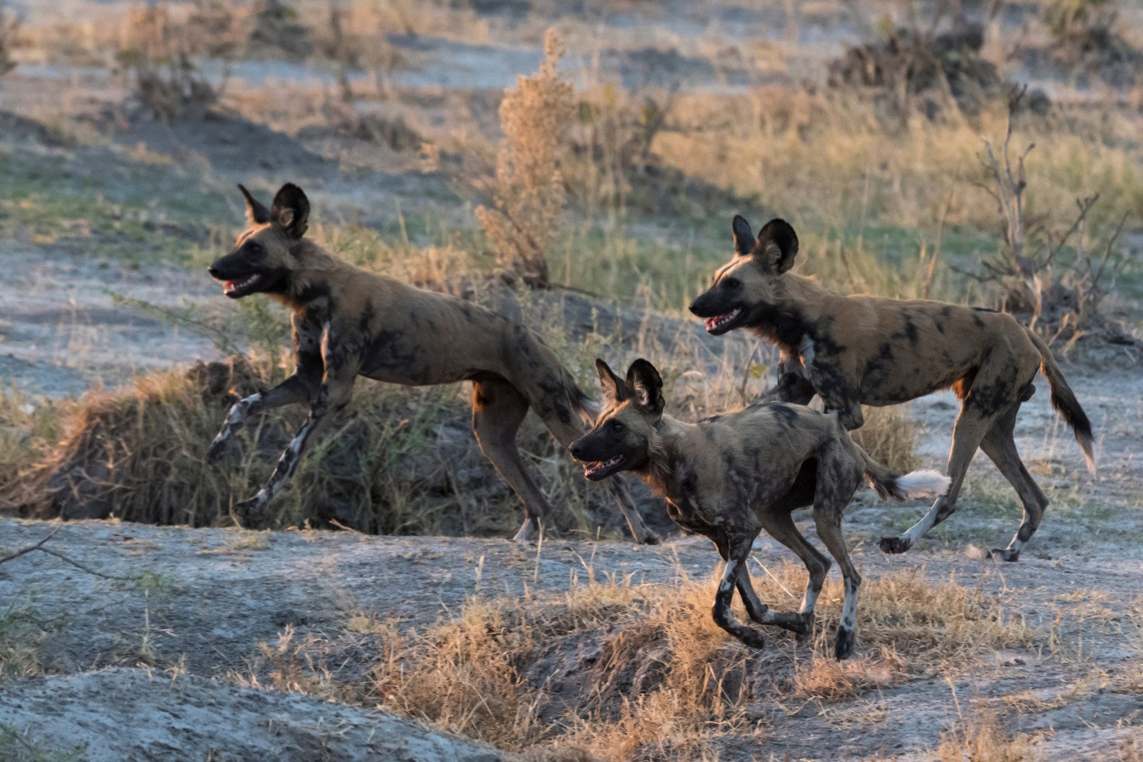 Wilde honden - Reizen naar Botswana