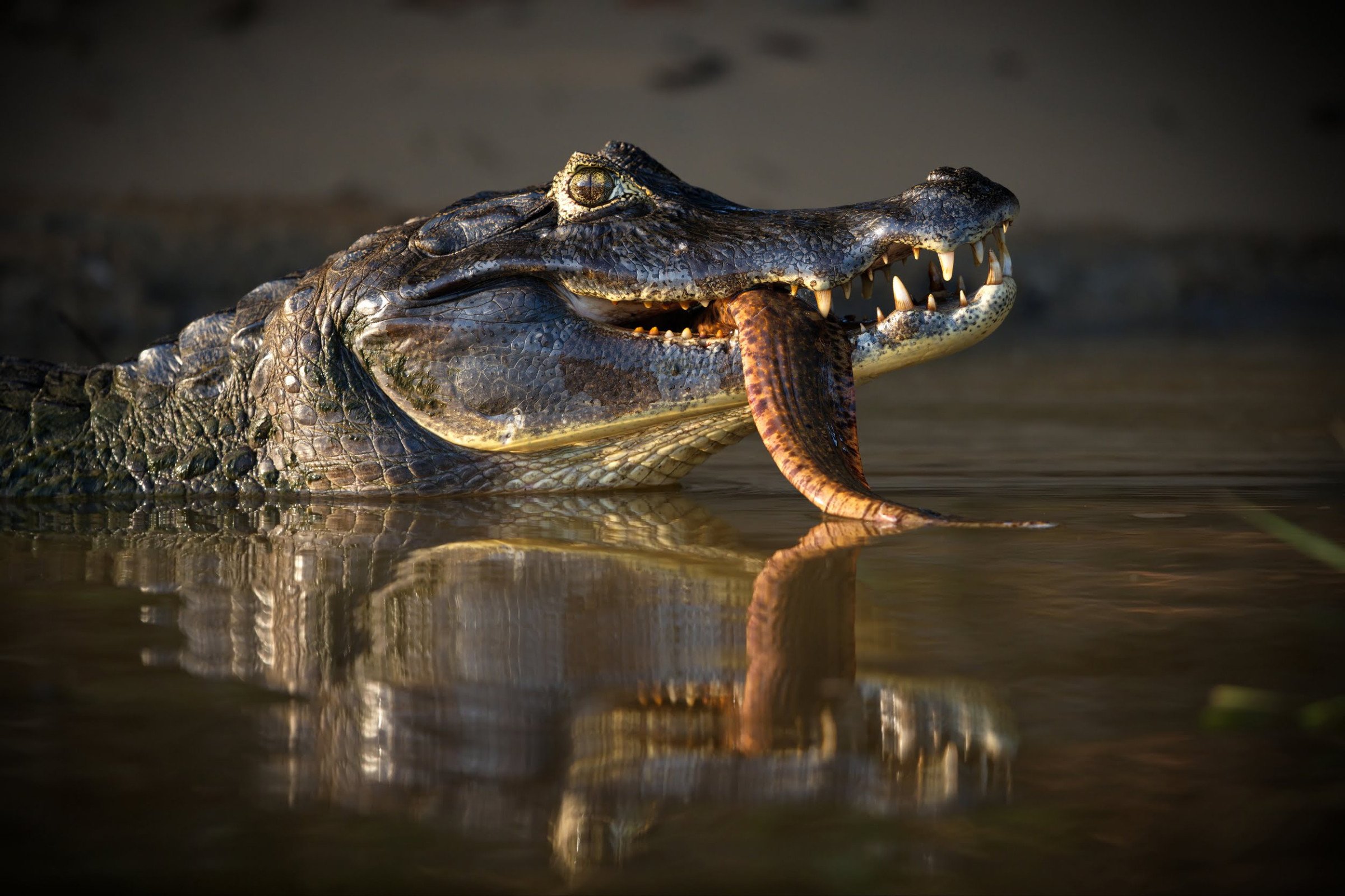 Krokodil - Rondreis Brazilië
