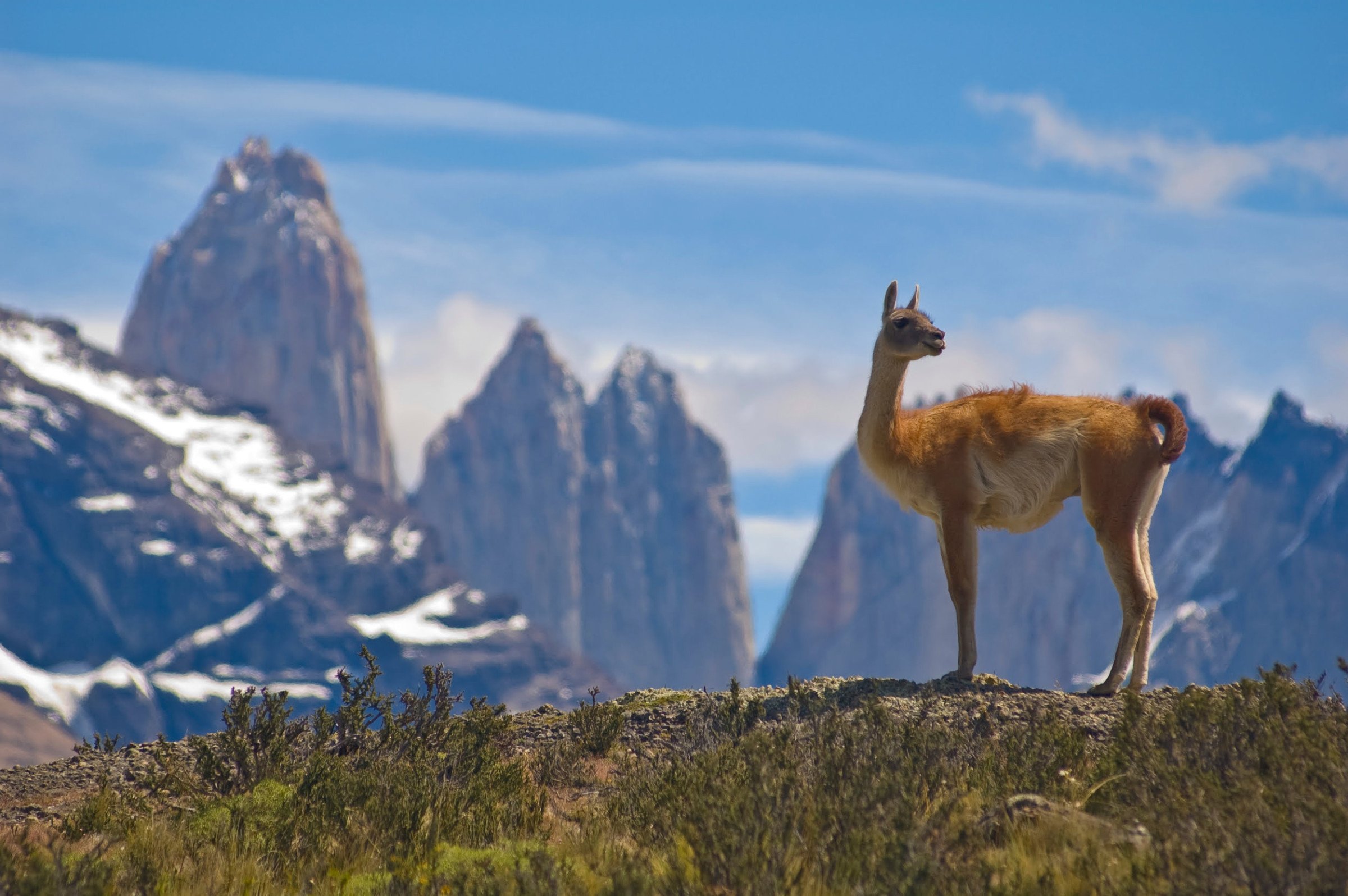 Torres del paine - Alpaca - Chili rondreis