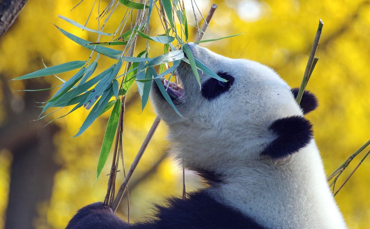 Panda - Rondreis China