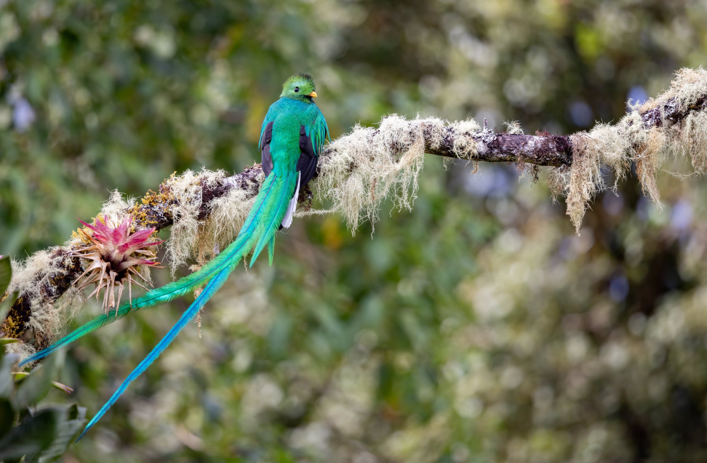 Quetzal - natuurreis Costa Rica