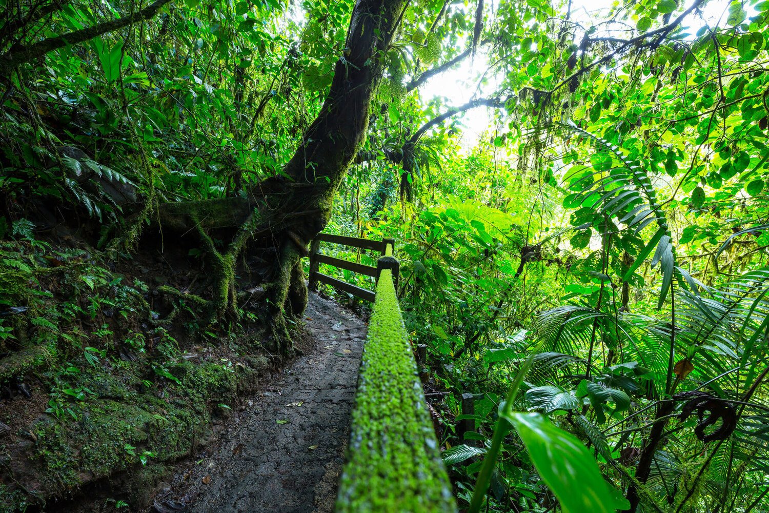 Regenwoud - Costa Rica reizen
