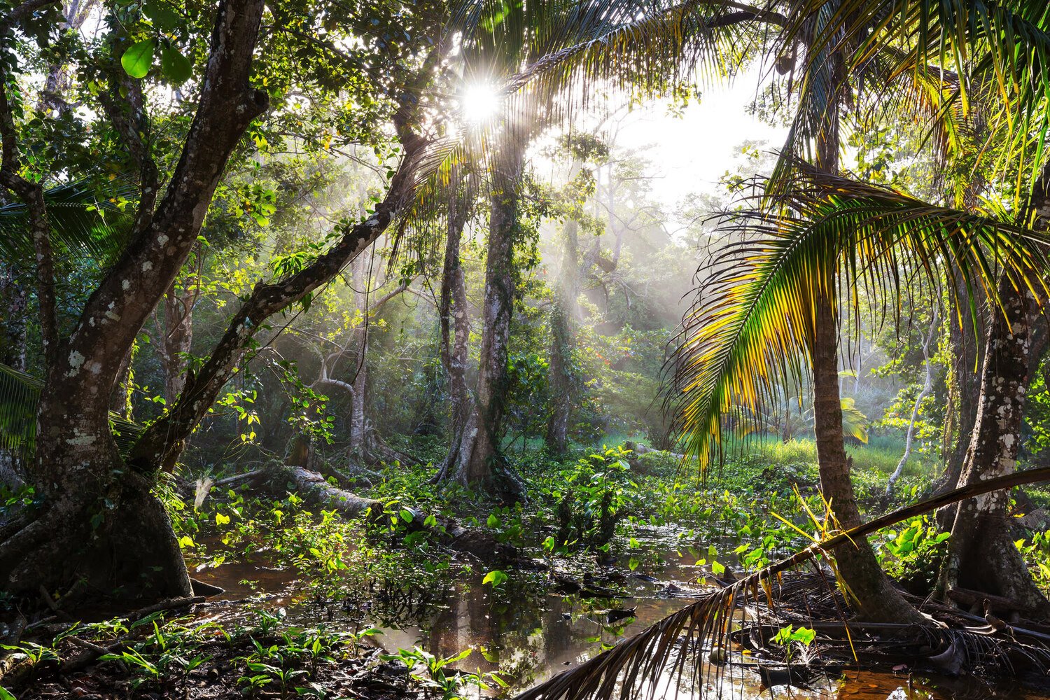 Regenwoud - Costa Rica rondreis