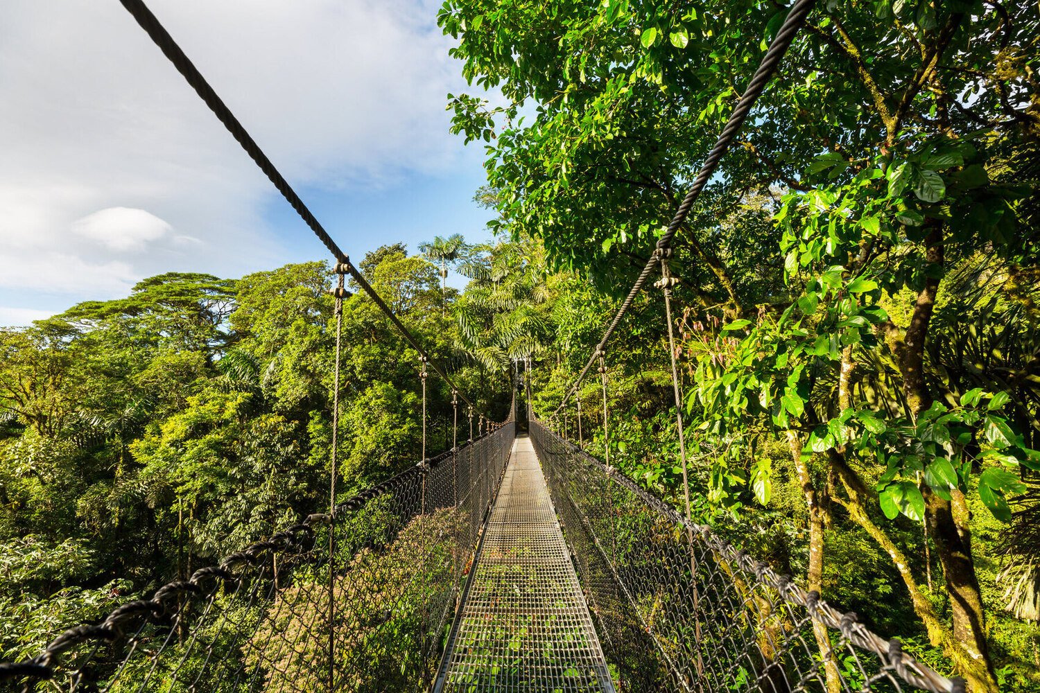 Regenwoud - Hangbrug - Costa Rica reizen
