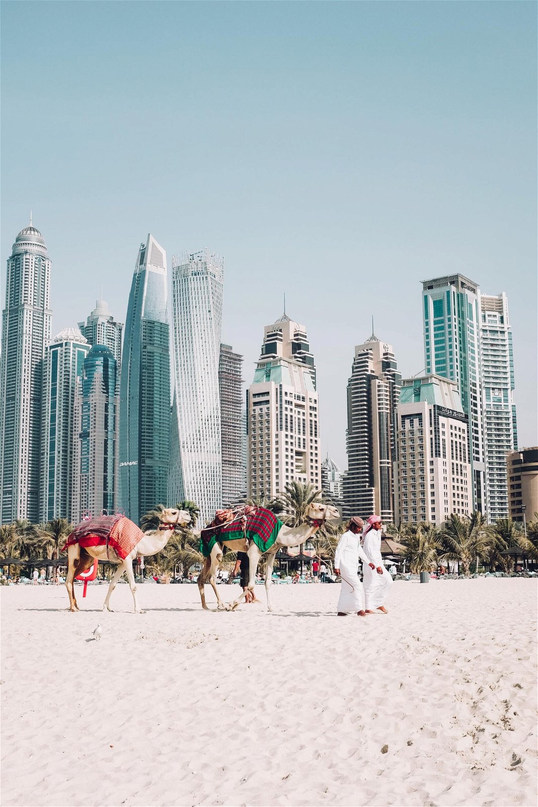 Kamelen op het strand - Dubai vakantie