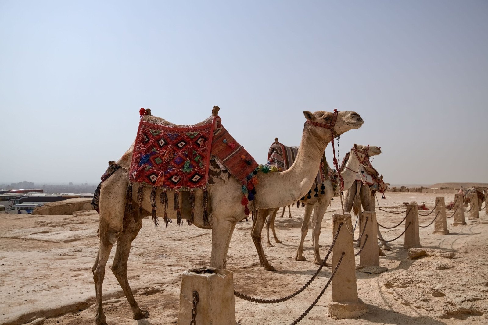 Kamelen - Egypte reizen