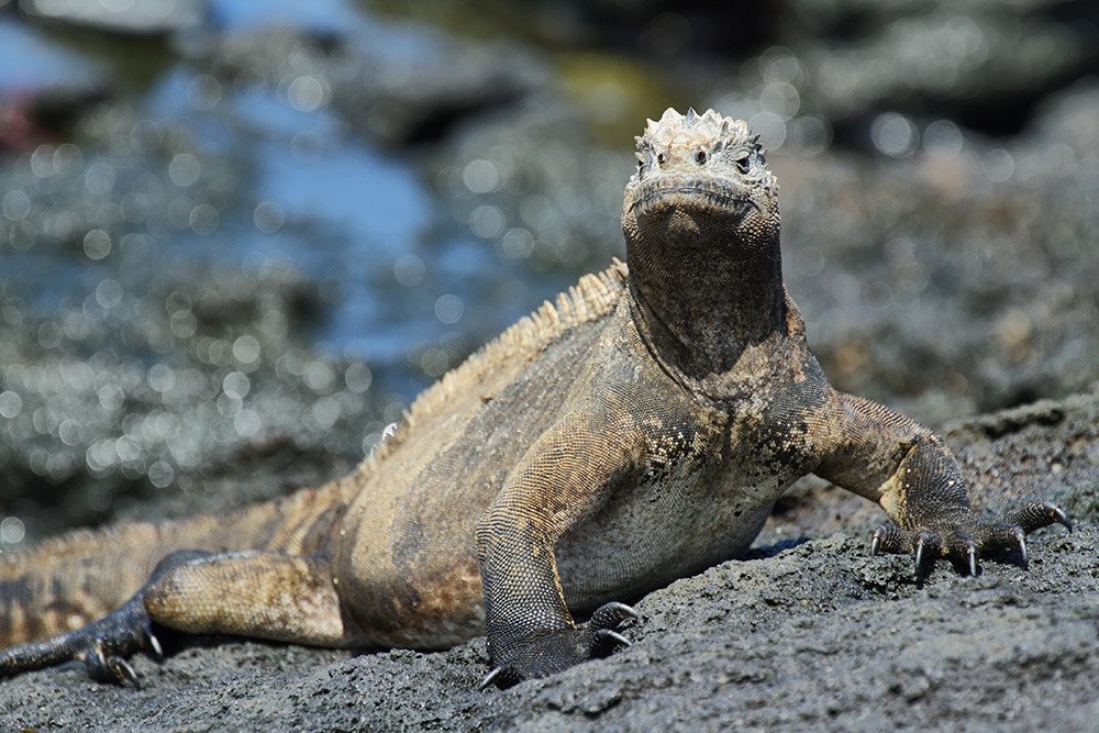 Galapagos Vakantie Iguana