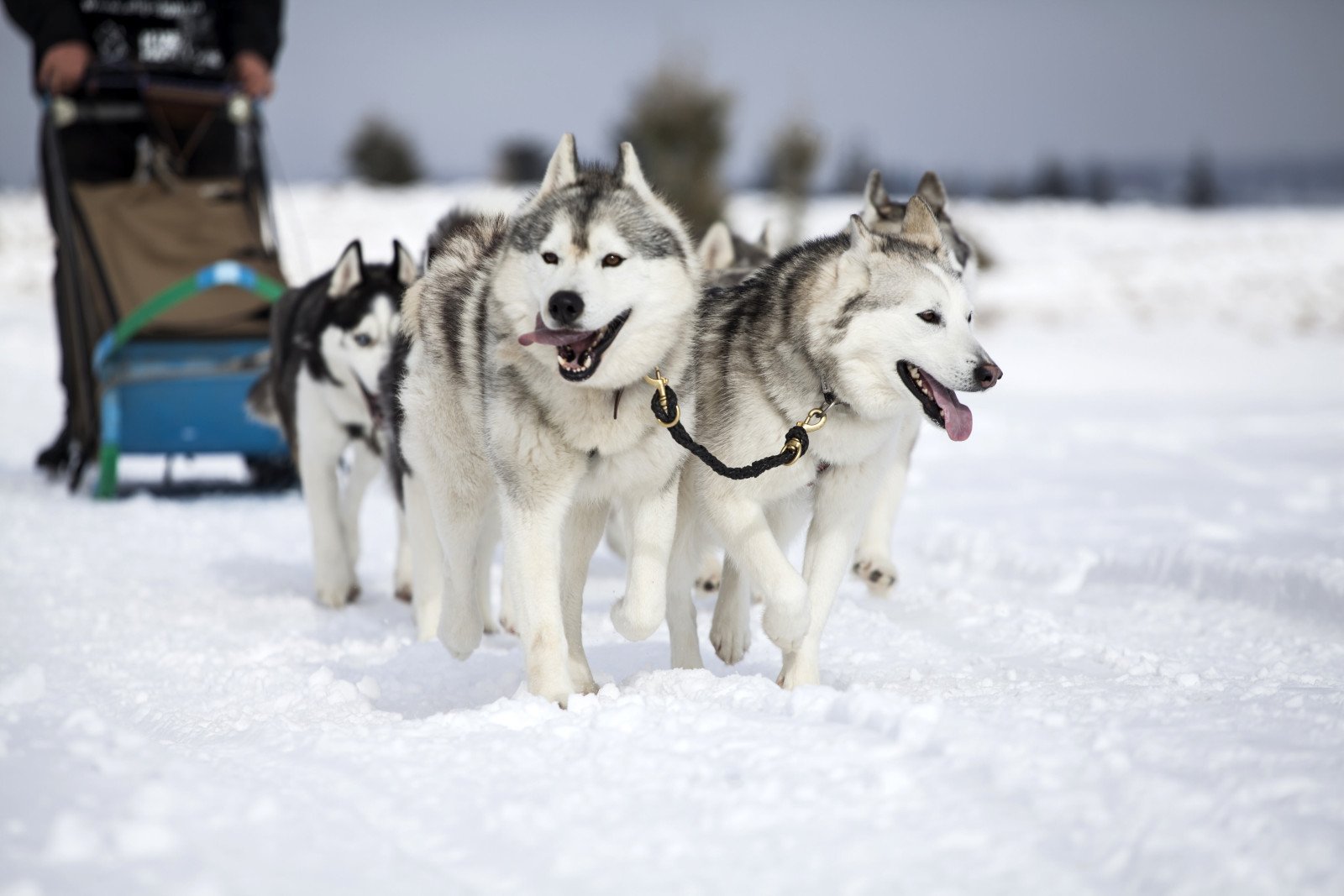 Husky - Lapland reizen