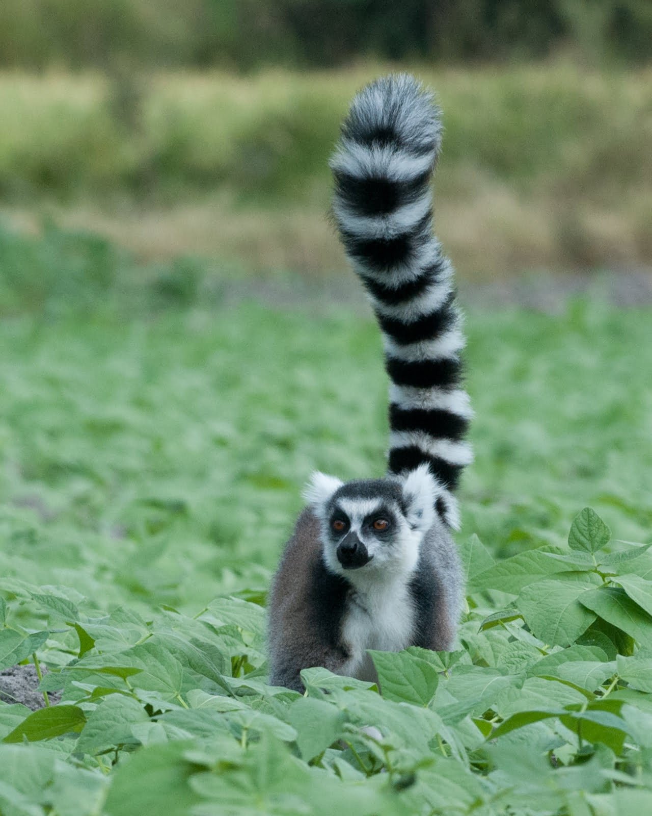 Lemur - Rondreis Madagascar