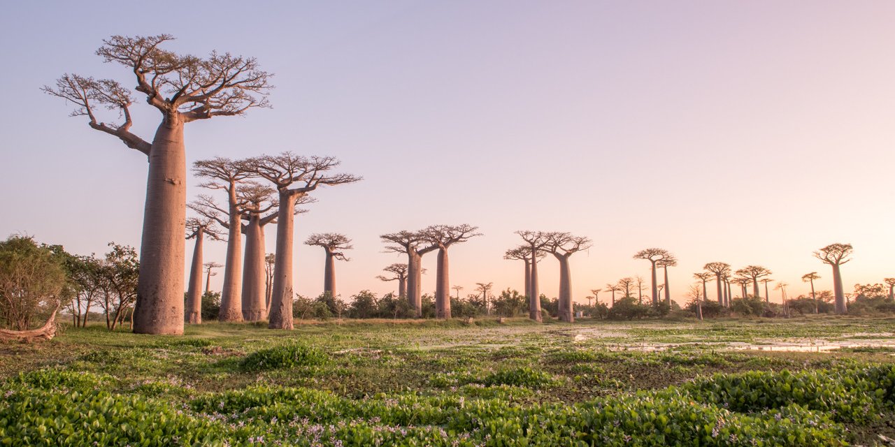 Baobabs - Rondreis Madagascar
