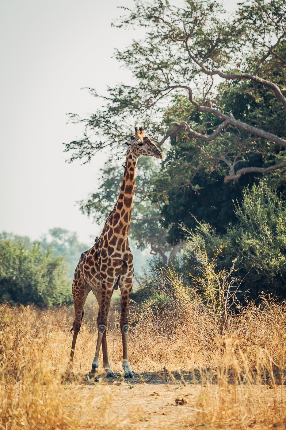 Giraf - Malawi reizen