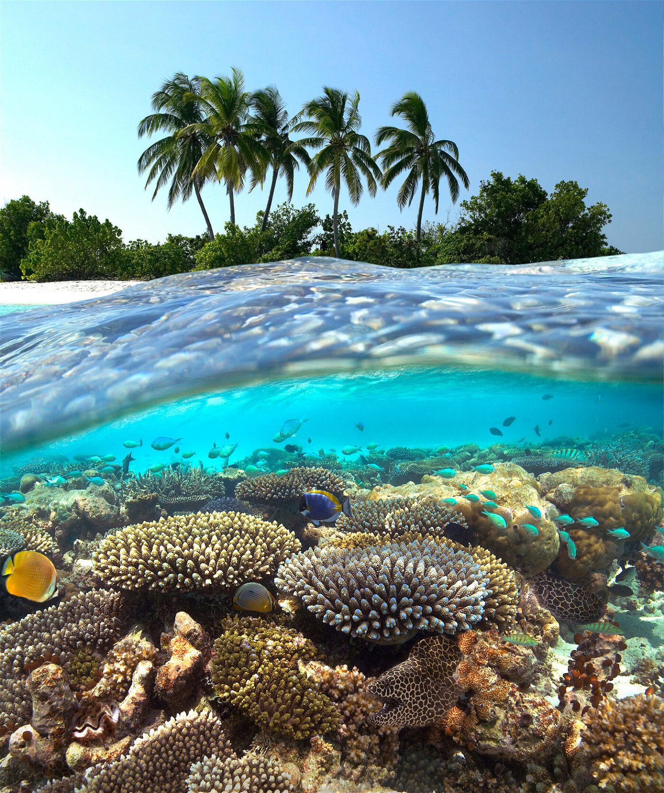 Onderwaterwereld - Malediven vakantie