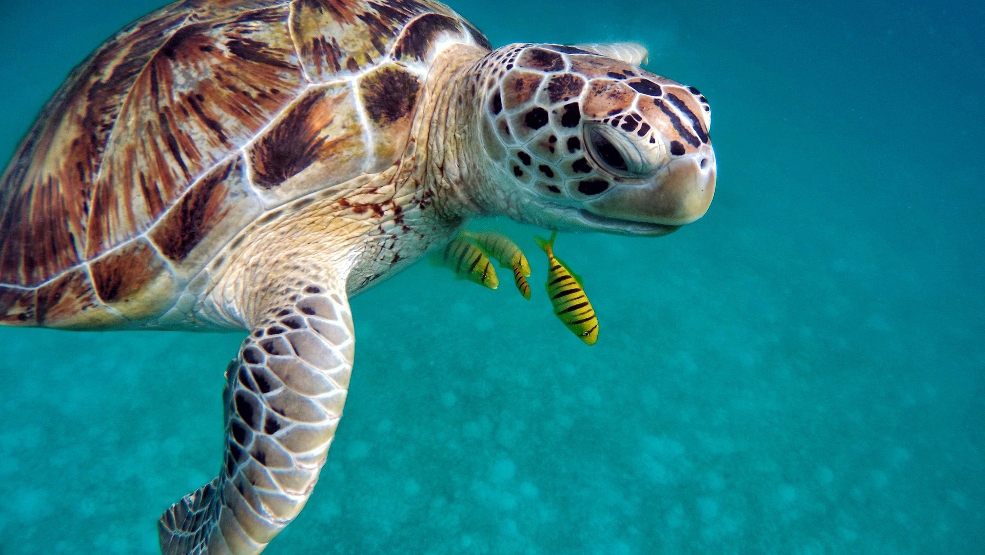 Schildpad - Malediven vakantie