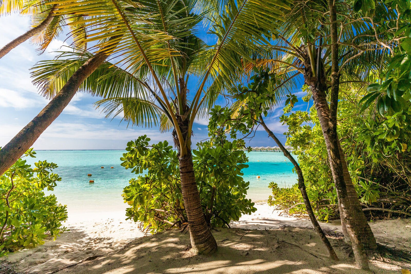Strand - Palmbomen - Malediven vakantie