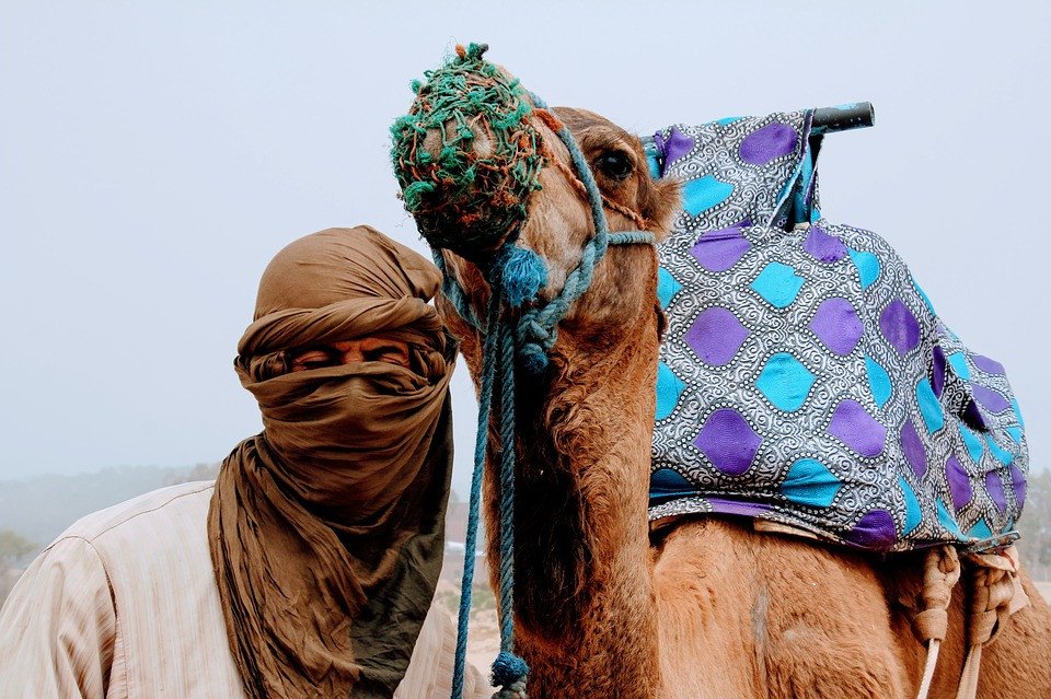 Kamelen - Marokko rondreizen