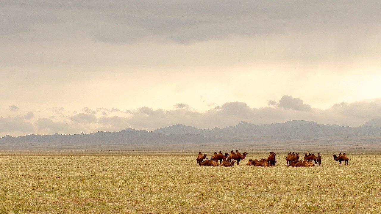 Kamelen - Mongolie reizen