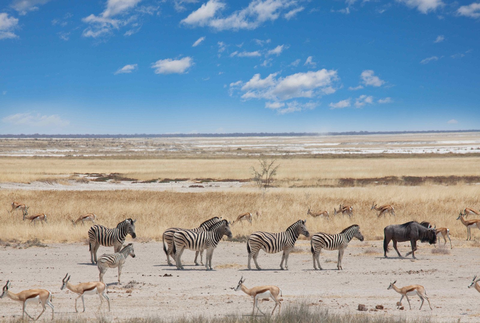 Etosha Nationaal Park - Namibie rondreis