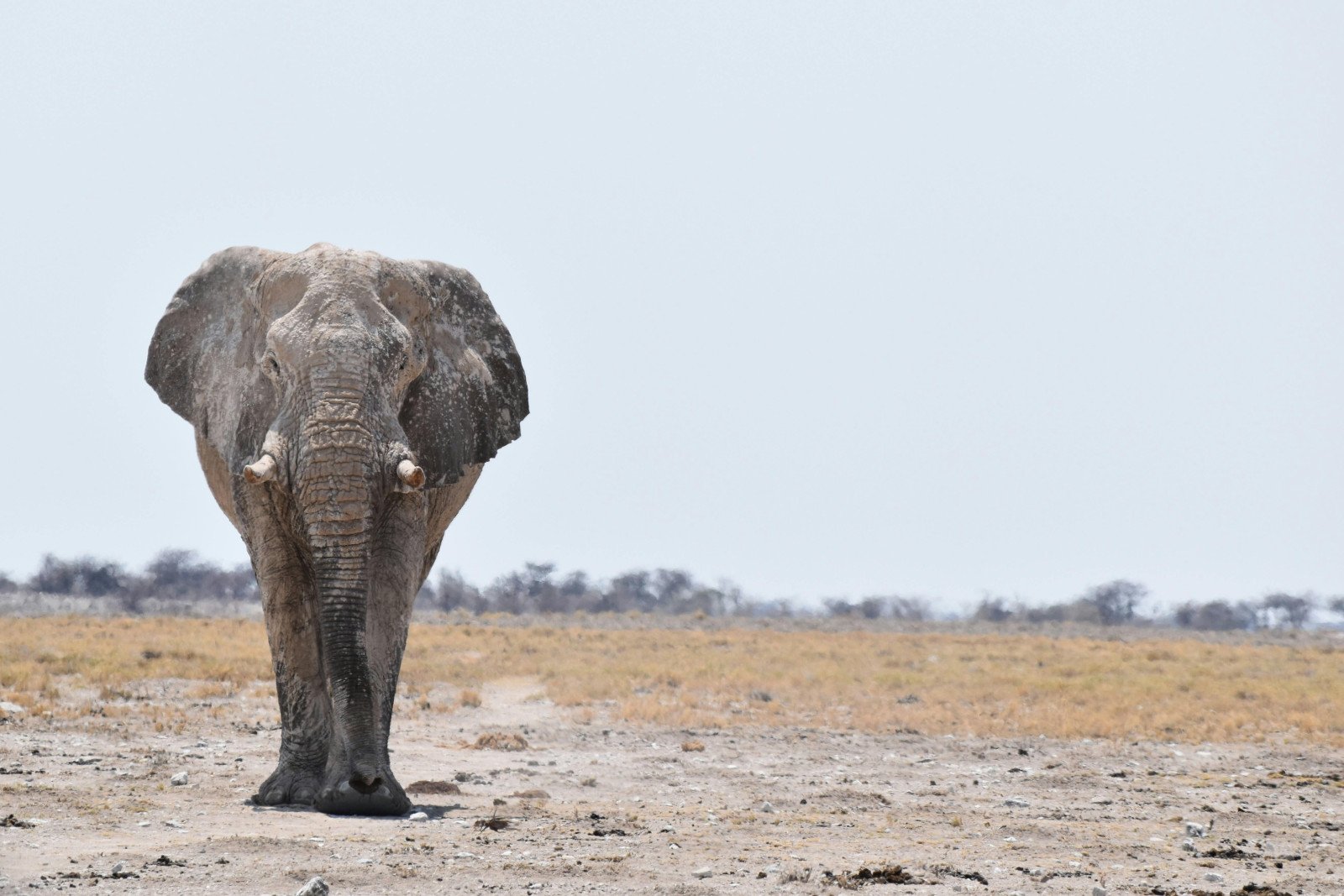Olifant - Etosha Nationaal Park - Namibië rondreis