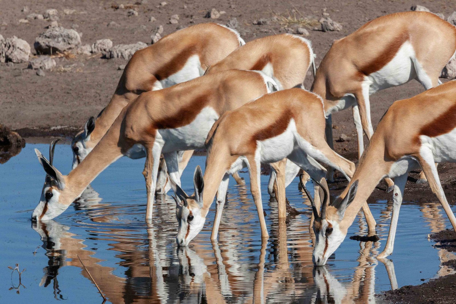 Springbok - Etosha Nationaal Park - Rondreis Nambie