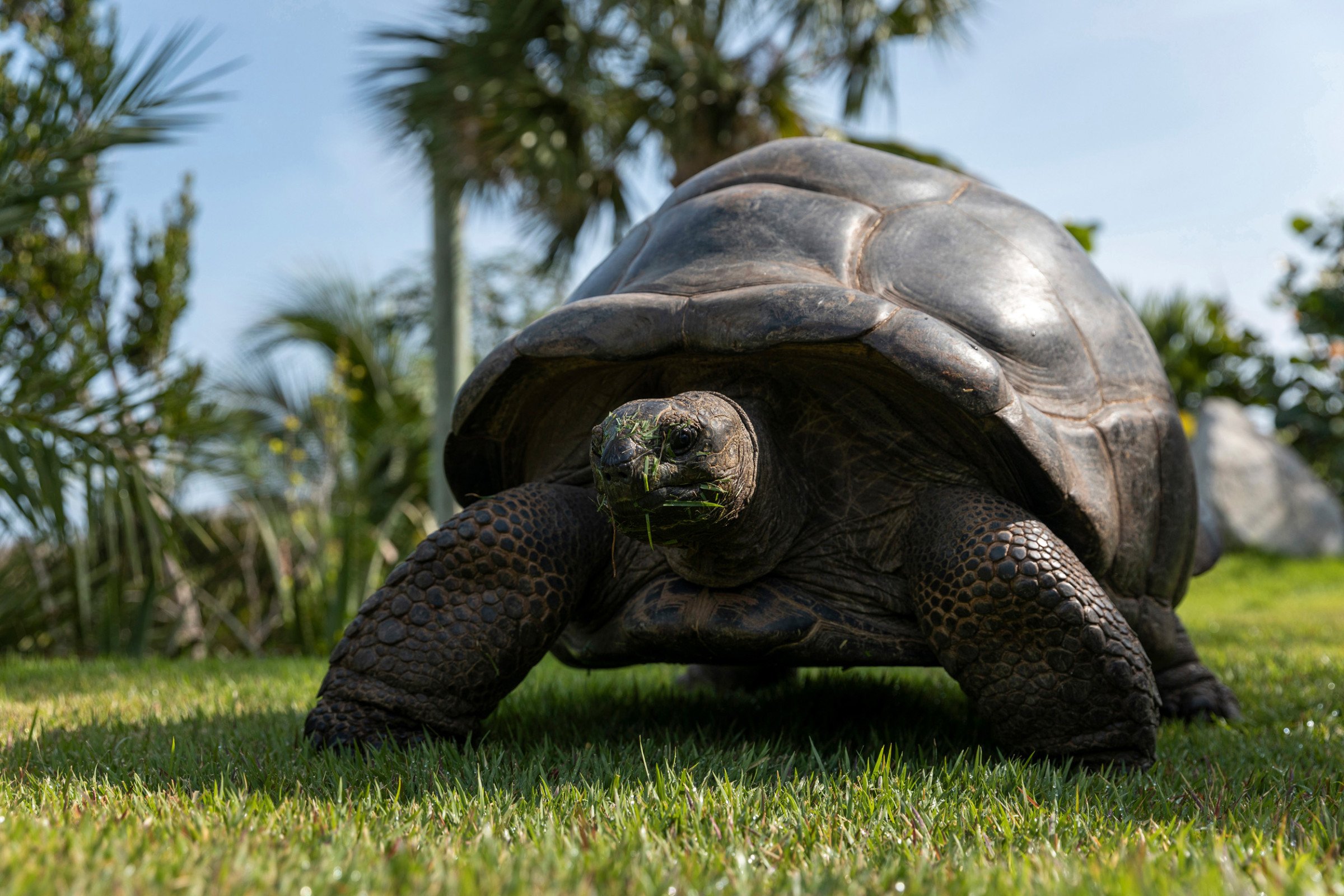 Necker Island vakantie - Giant Tortoise