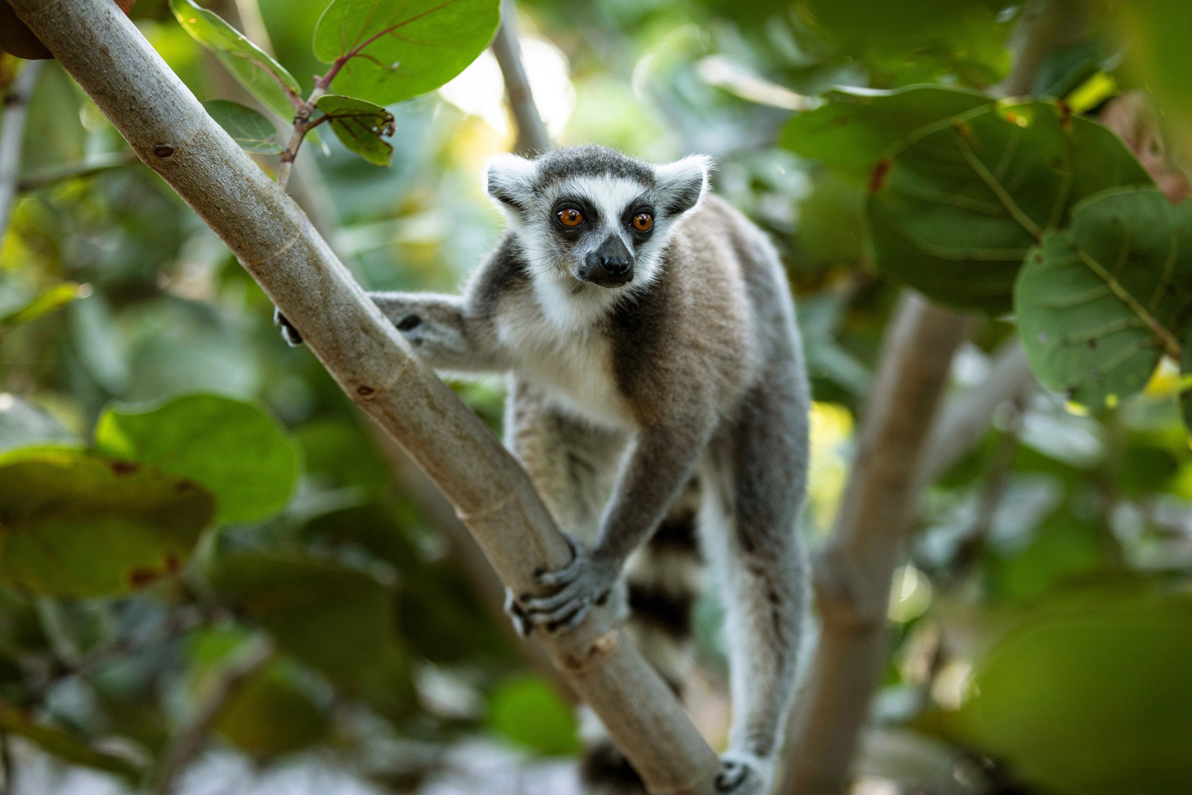 Necker Island vakantie - Lemur