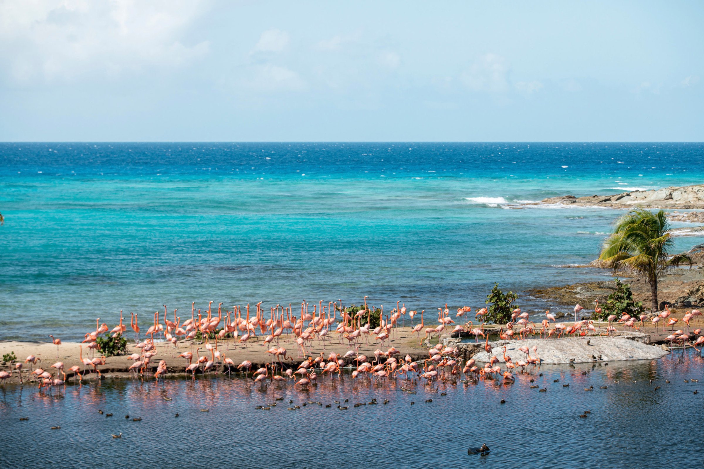 Necker Island vakantie - Flamingos