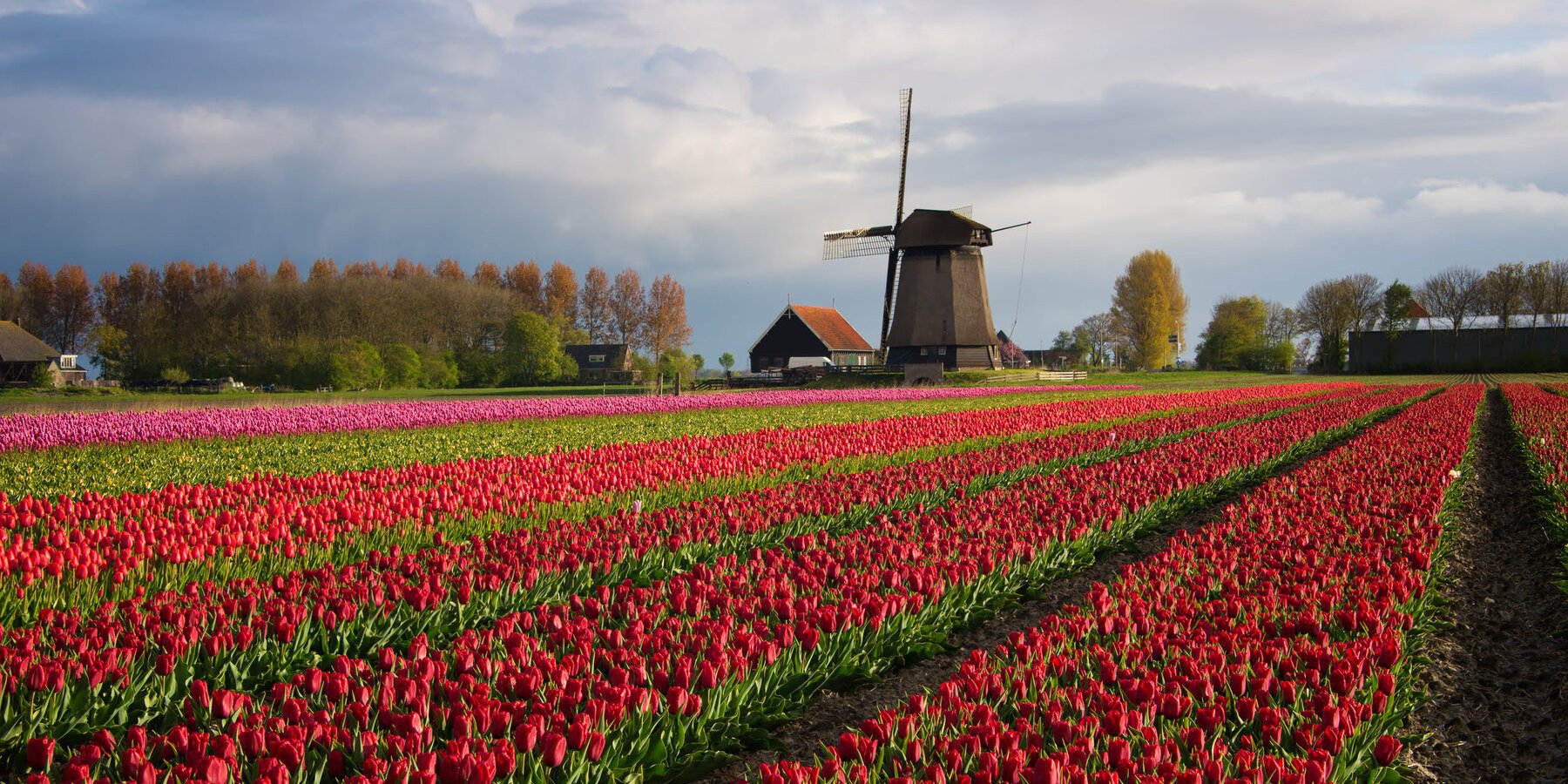Tulippen - Vakantie Nederland