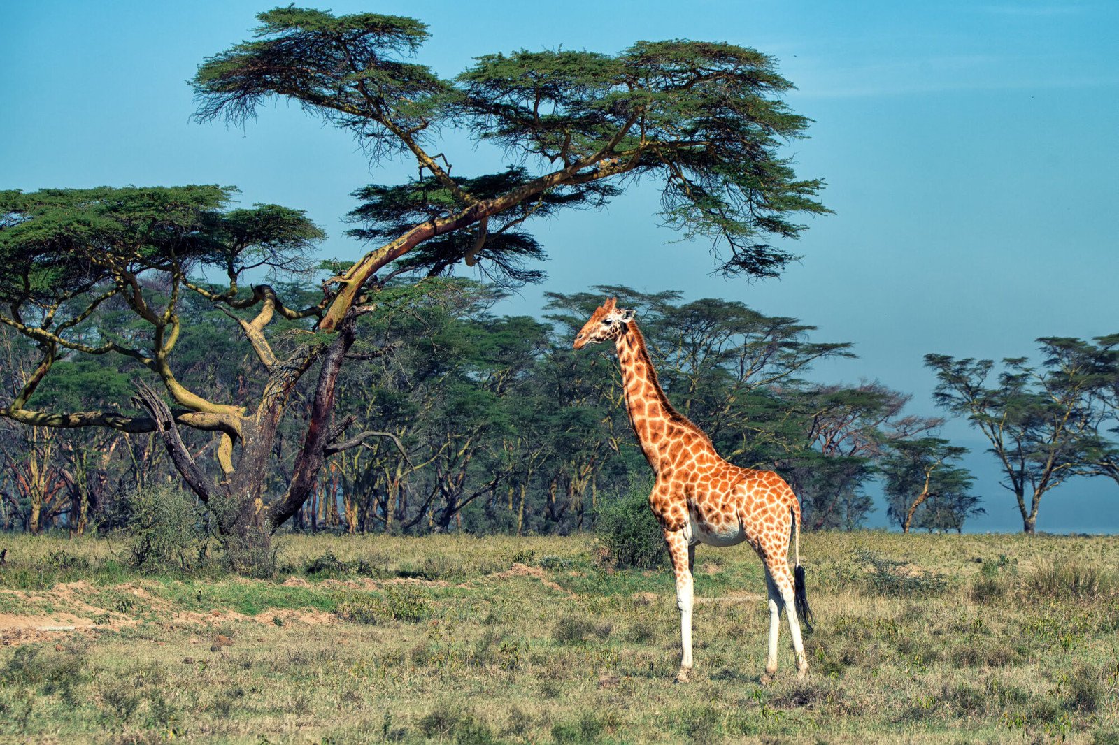 Giraf - Oeganda reizen