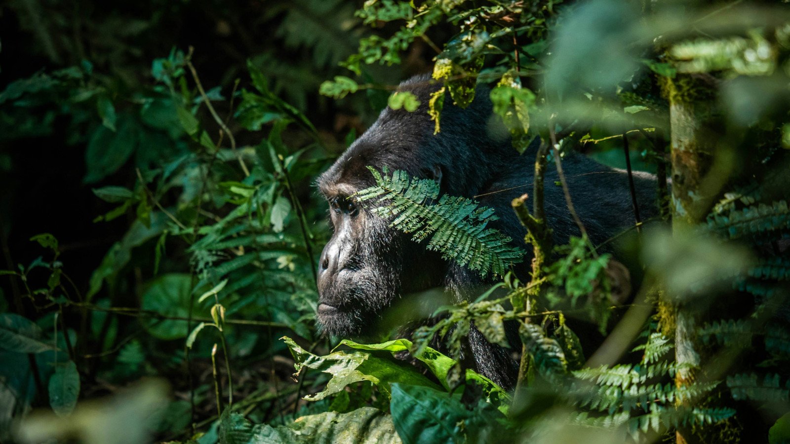 Gorilla - Oeganda reizen