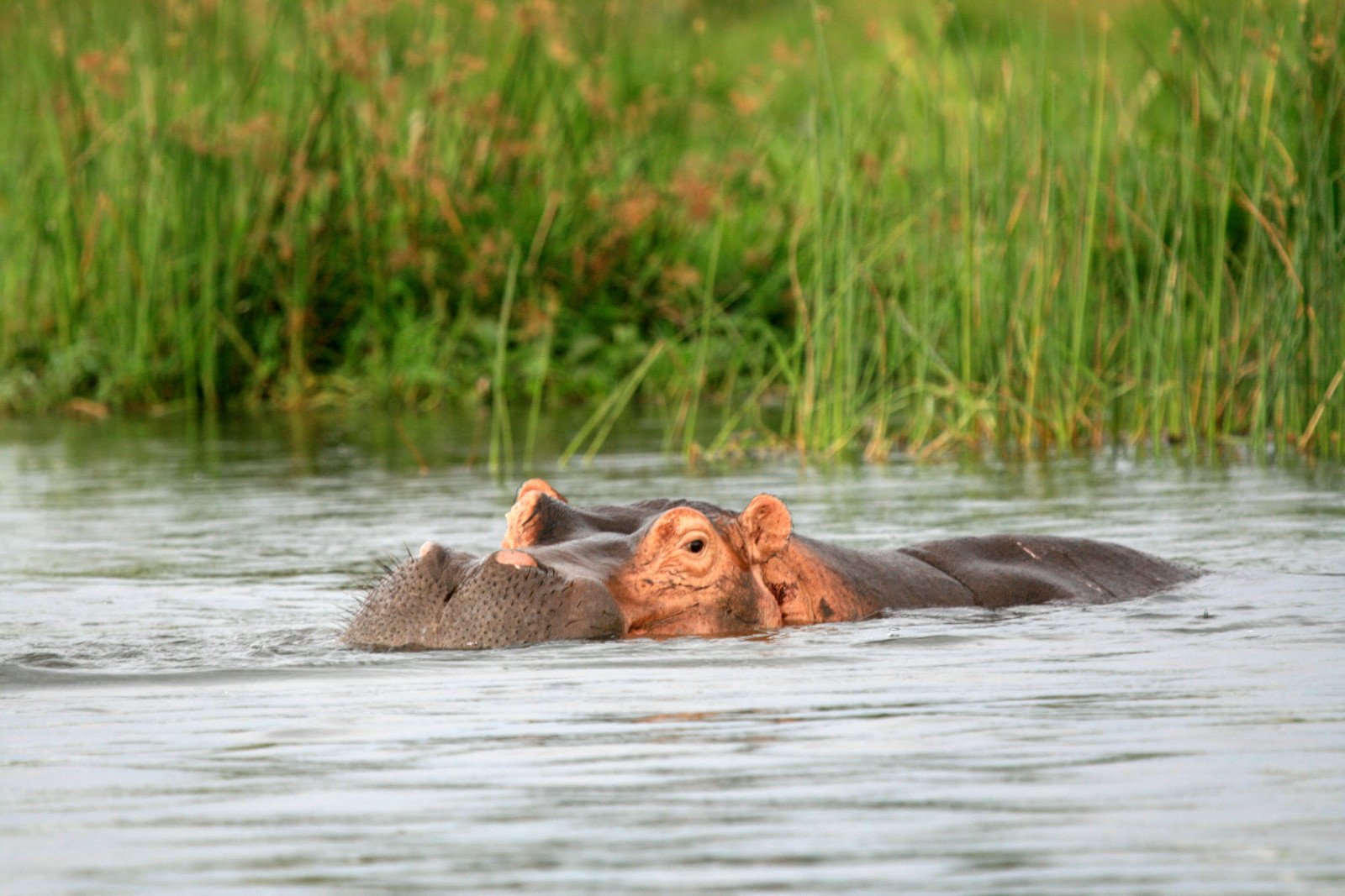 Murchison Falls - Nijlpaard - Oeganda reizen
